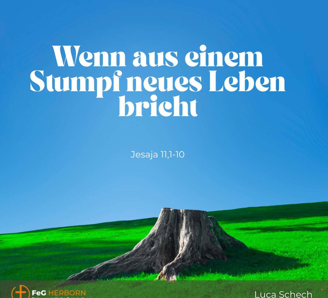 Wenn aus einem Stumpf neues Leben bricht (Jesaja 11, 1-10)